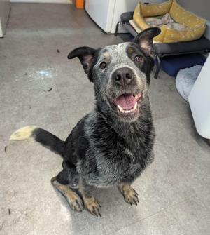 A happy blue heeler or cattle dog sitting on a tiled floor.