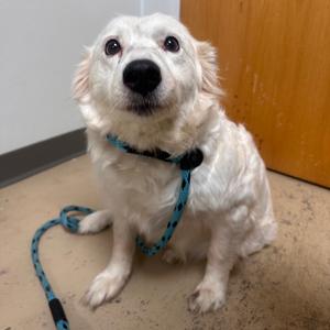 Marnie, Collie, adult, available for adoption