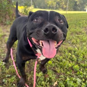 Ollie, Terrier, American Pit Bull, adult, available for adoption