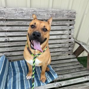 Zane, Terrier, Pit Bull, adult, available for adoption