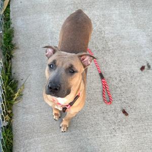 a brown dog with a red leash
