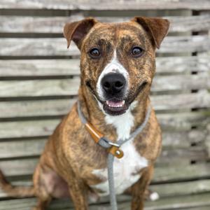 Roman, Terrier, Pit Bull, adult, available for adoption