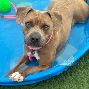 Mabel, Boxer, adult, available for adoption