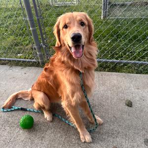 Gus, Retriever, Golden, adult, available for adoption