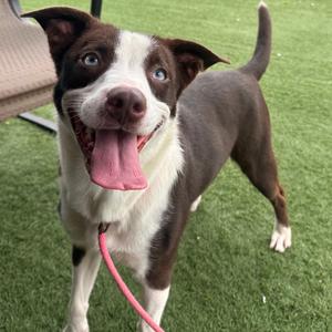 Ripley, Retriever, Labrador, adult, available for adoption