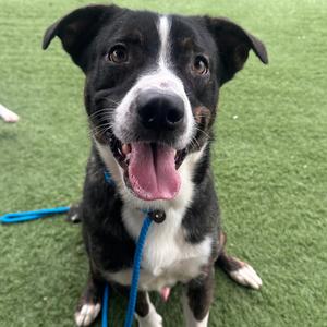 Cinder, Retriever, Labrador, adult, available for adoption