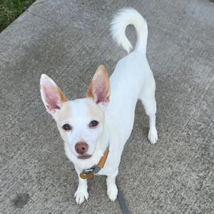 A white dog with perked-up ears and a curly tail standing on a concrete surface.