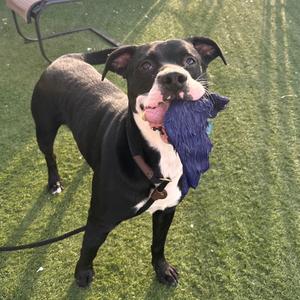 A black and white dog holding a blue stuffed toy in its mouth, standing on artificial grass.