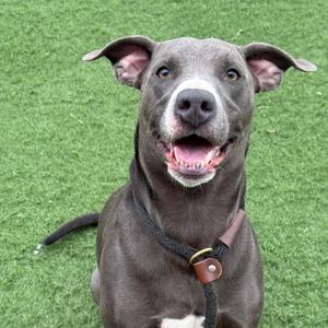 A happy gray dog with floppy ears and a black collar, sitting on green grass.