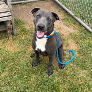 A black and white dog with a blue collar and leash, sitting on grass and looking at the camera with its tongue out.