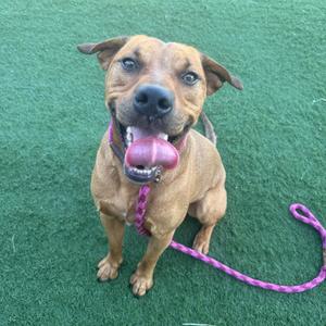 A brown dog with a pink tongue sticking out, wearing a purple collar and leash, sitting on green artificial grass.