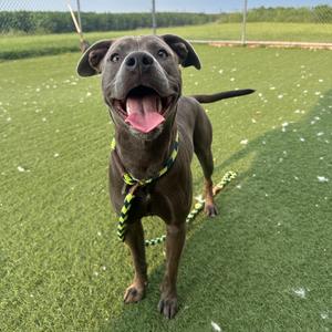 A happy black dog with a pink tongue sticking out, wearing a yellow and black striped collar, standing on a green grassy field.