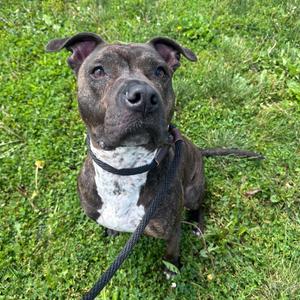 Rex, Terrier, Pit Bull, adult, available for adoption