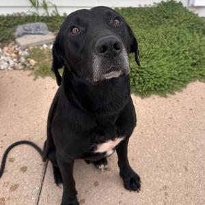 Peter, Retriever, Black Labrador, adult, available for adoption