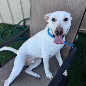 Diesel, Retriever, Labrador, adult, available for adoption