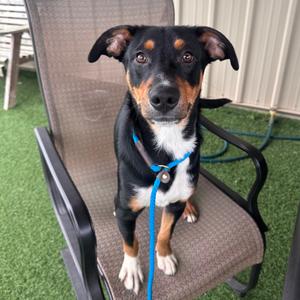 Joey, Mixed Breed (Medium), adult, available for adoption