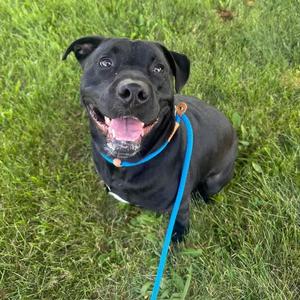 Athena, Retriever, Black Labrador, adult, available for adoption