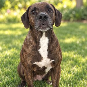 Avya, Hound, senior, available for adoption