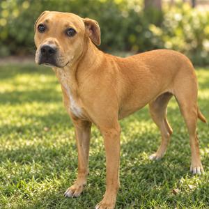 A brown dog standing on grass in a sunny outdoor setting.