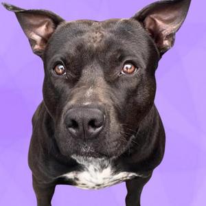 Douglas, Terrier, Pit Bull, adult, available for adoption