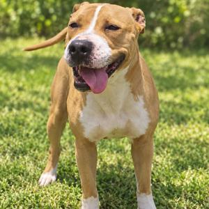 A brown and white dog standing on grass with its tongue out.