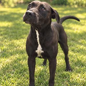 Coco, Terrier, Pit Bull, senior, available for adoption