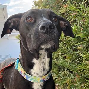 Freya, Retriever, Black Labrador, adult, available for adoption