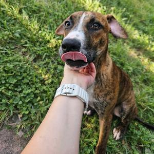 Bahn Mi, Hound, young, available for adoption