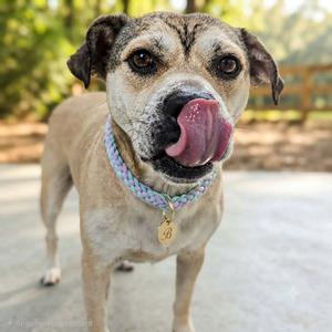 Bodie, Mixed Breed (Medium), senior, available for adoption