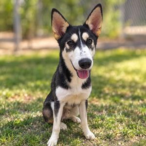 A black and white dog with pointed ears sitting on grass