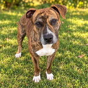 Drako, Terrier, Pit Bull, senior, available for adoption