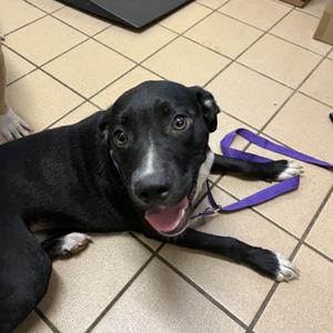 Fawn, Terrier, Pit Bull, young, available for adoption