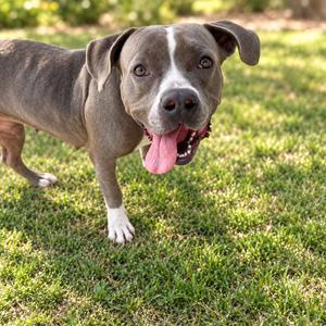Harley, Terrier, Pit Bull, adult, available for adoption