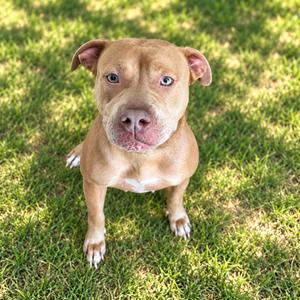Frances, Terrier, Pit Bull, senior, available for adoption