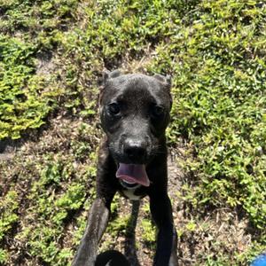 Alvin, Terrier, Pit Bull, young, available for adoption