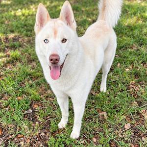 Hunter, Husky, senior, available for adoption