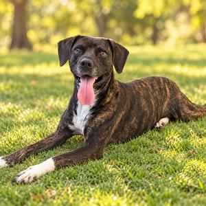 Kiki, Terrier, Pit Bull, senior, available for adoption