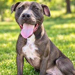 Chucky, Terrier, American Pit Bull, adult, available for adoption