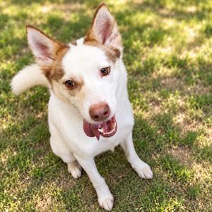 California May, Husky, adult, available for adoption