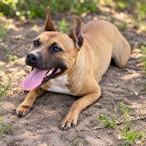 A brown dog with pointed ears and a pink tongue lying on the ground.
