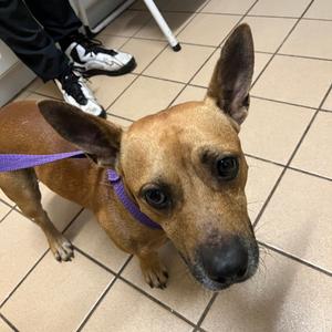 Boone, Mixed Breed (Medium), young, available for adoption