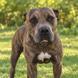 A brindle-colored dog with a white patch on its chest standing on a grassy field.
