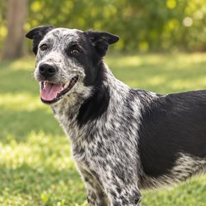 Dandy, Cattle Dog, adult, available for adoption