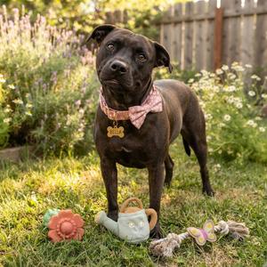Bella, Terrier, Pit Bull, young, available for adoption