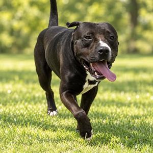 James, Terrier, Pit Bull, senior, available for adoption