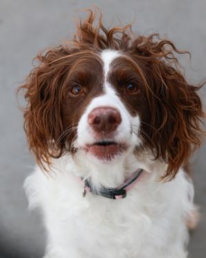 Finnly, English Springer Spaniel, adult, available for adoption