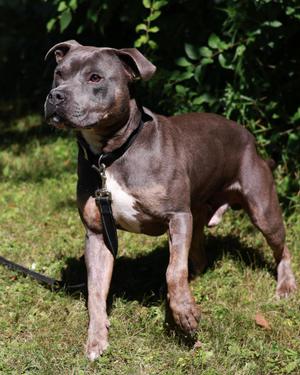 Jar Jar, Pit Bull Terrier, adult, available for adoption