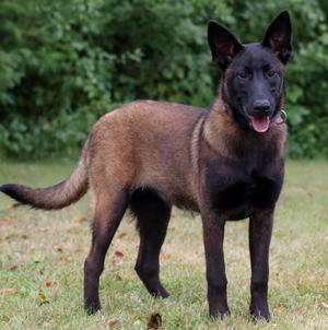 Gucci, Belgian Shepherd / Malinois, puppy, available for adoption