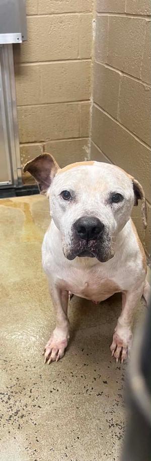 Tag -, Pit Bull Terrier Mix, available for adoption