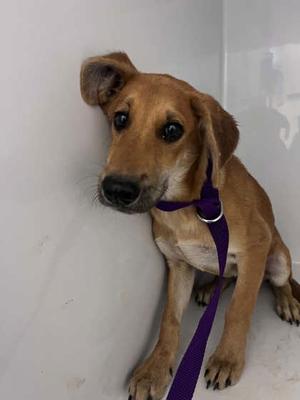 Bagel, Labrador Retriever Mix, available for adoption